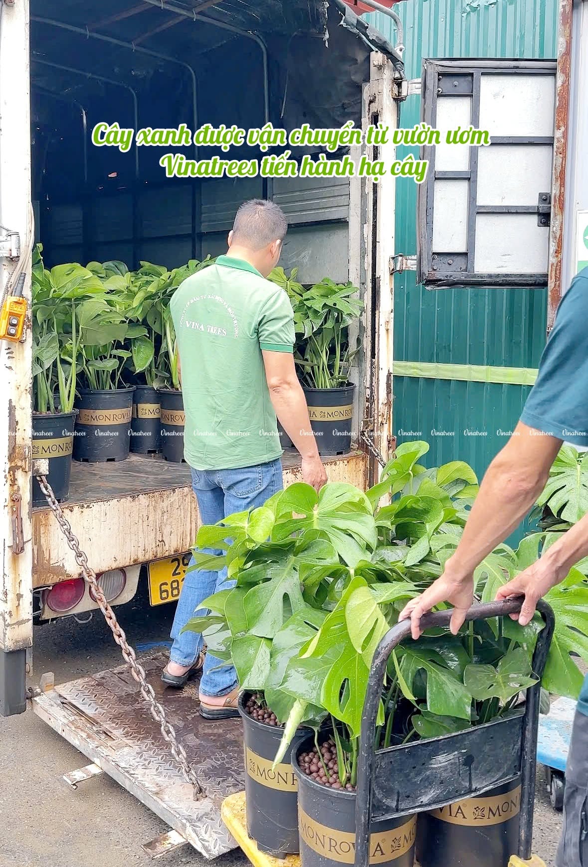Tập kết và phân loại chủng loại cây cảnh trong văn phòng